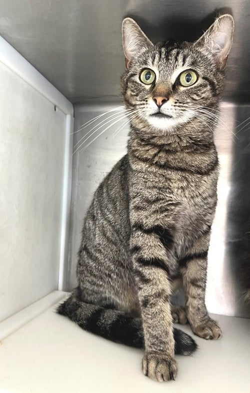 BARLEE - Tabby available for adoption