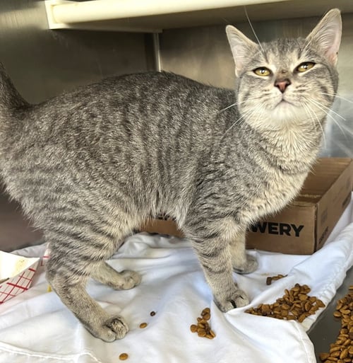 ERIE - Tabby available for adoption