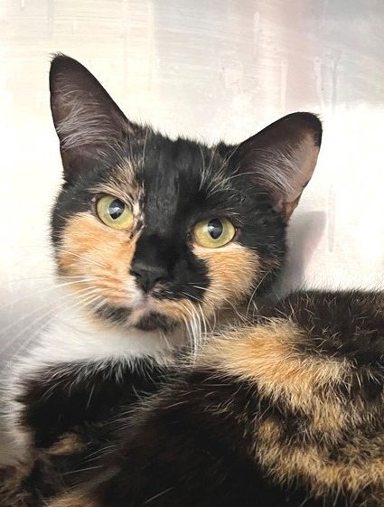 CORAL - Tortoiseshell available for adoption