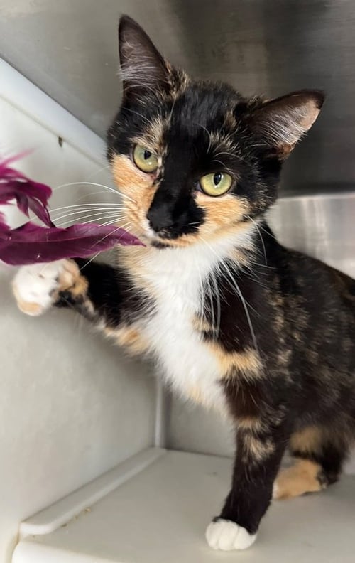 CORAL - Tortoiseshell available for adoption