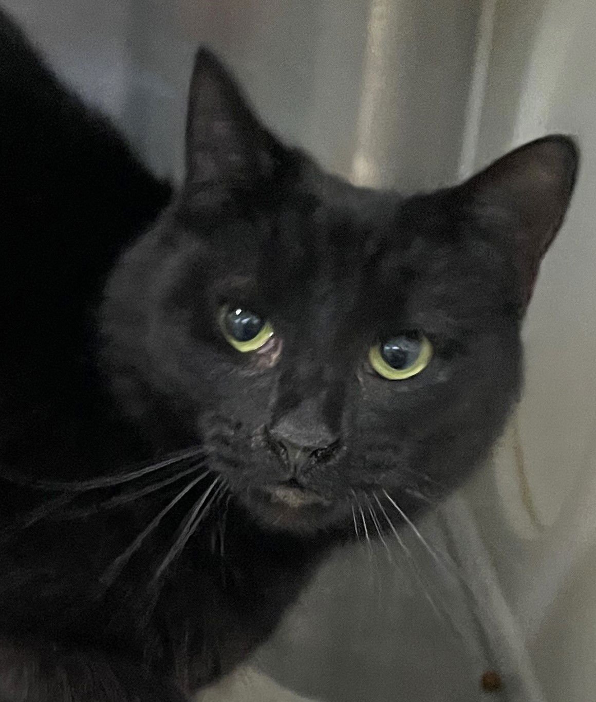 WINX - Domestic Short Hair available for adoption