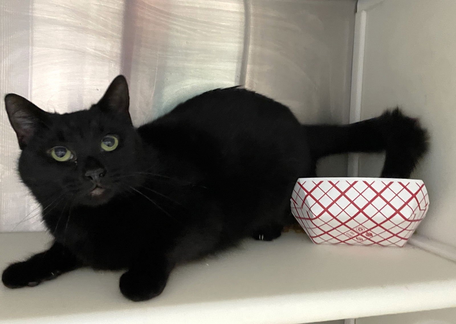 WINX - Domestic Short Hair available for adoption