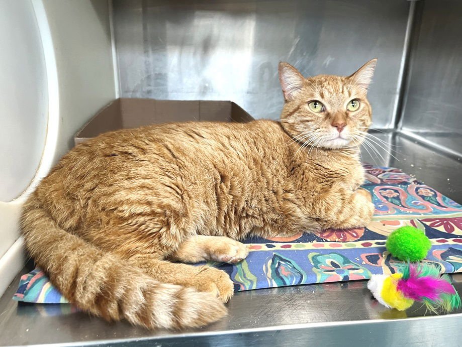 OSCAR - Tabby available for adoption