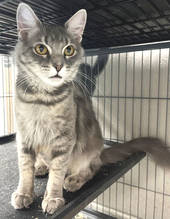 MRS. PARKER - Tabby / Domestic Medium Hair available for adoption