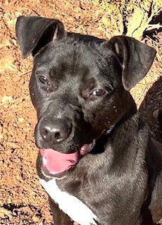 ALVIN - Labrador Retriever / Pit Bull Terrier available for adoption