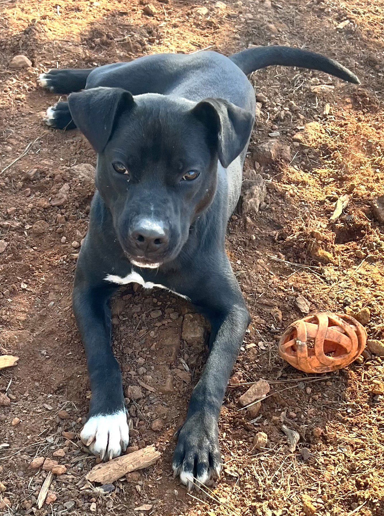 ALVIN - Labrador Retriever / Pit Bull Terrier available for adoption