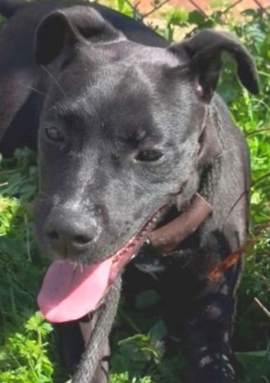 GRACIE - Pit Bull Terrier available for adoption