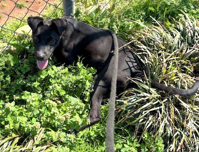 GRACIE - Pit Bull Terrier available for adoption