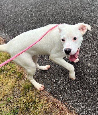 MICHAELA - Bulldog / Hound available for adoption