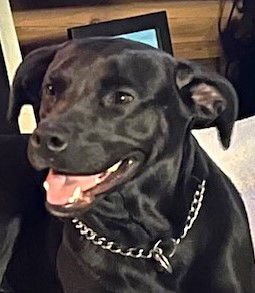 BOLOGNA - Pit Bull Terrier / Labrador Retriever available for adoption