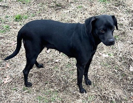 BOLOGNA - Pit Bull Terrier / Labrador Retriever available for adoption