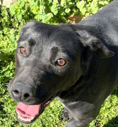 CABELLA - Labrador Retriever available for adoption