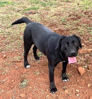 CABELLA - Labrador Retriever available for adoption