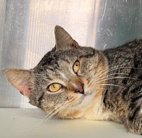 UNCLE - Tabby available for adoption