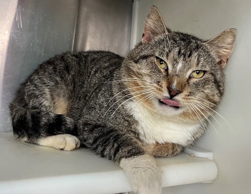 UNCLE - Tabby available for adoption