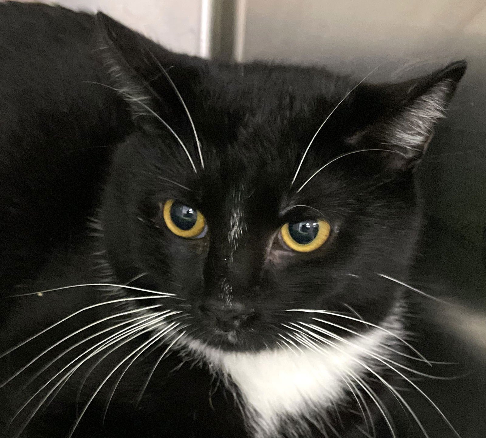 RAVEN - Domestic Short Hair available for adoption