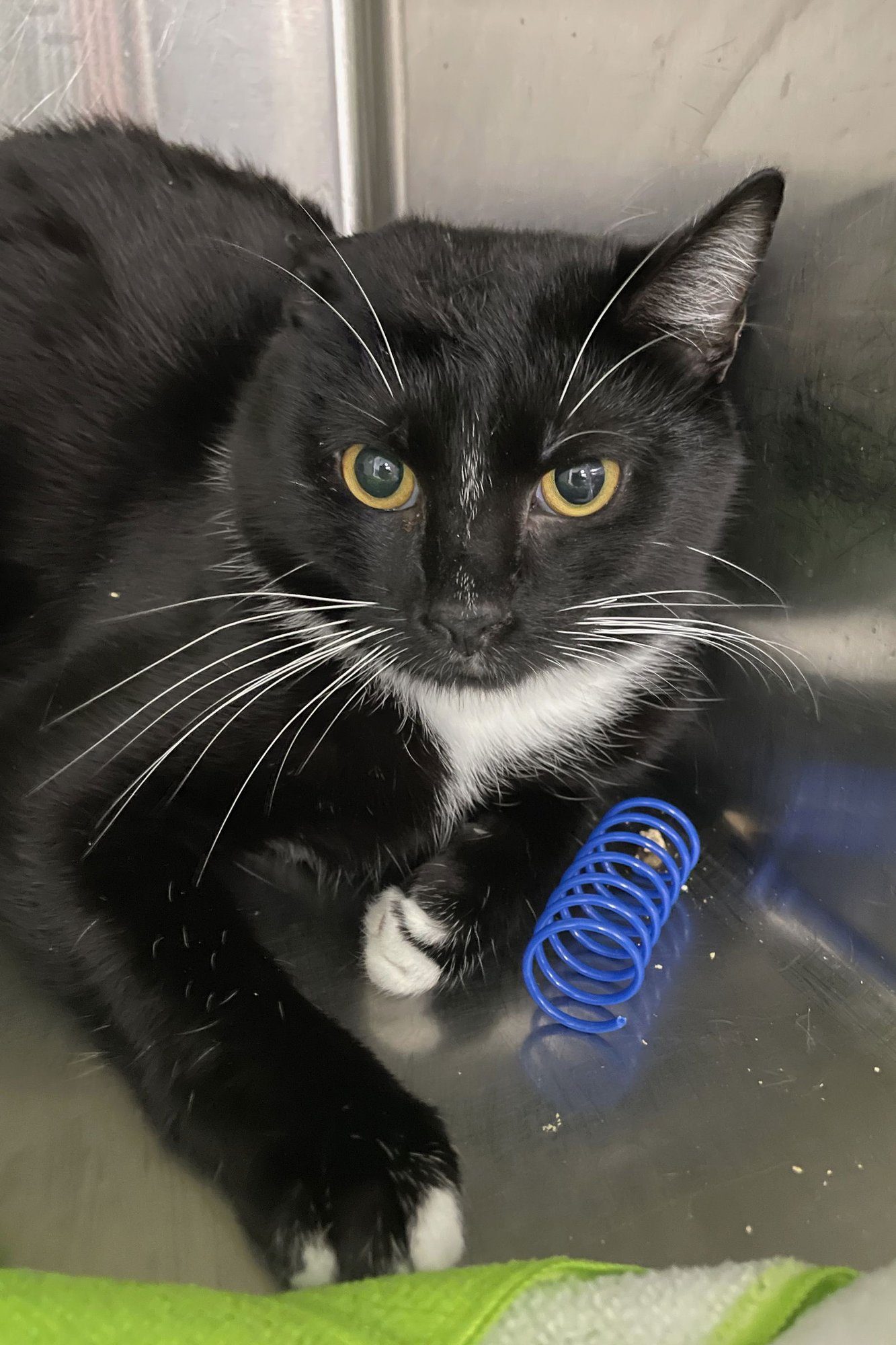 RAVEN - Domestic Short Hair available for adoption