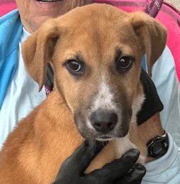 WALNUT - Pit Bull Terrier available for adoption