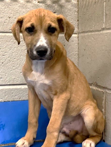 WALNUT - Pit Bull Terrier available for adoption