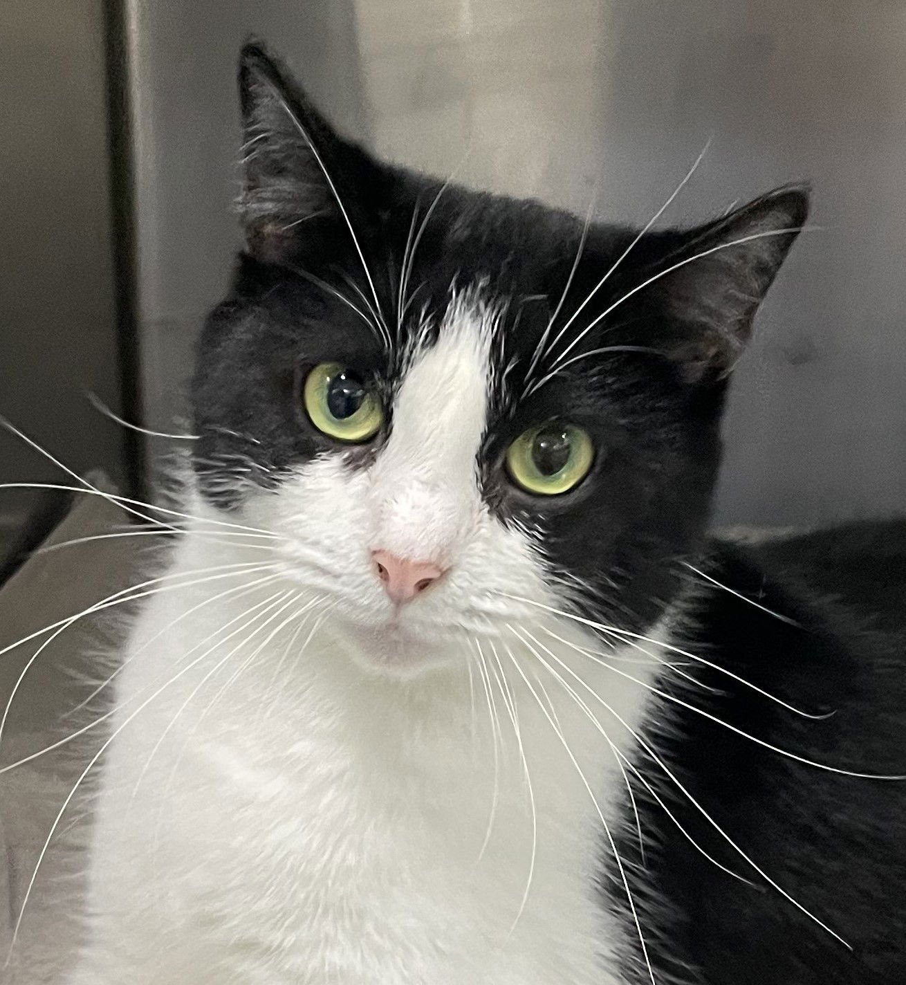 DOMINO - Domestic Short Hair available for adoption