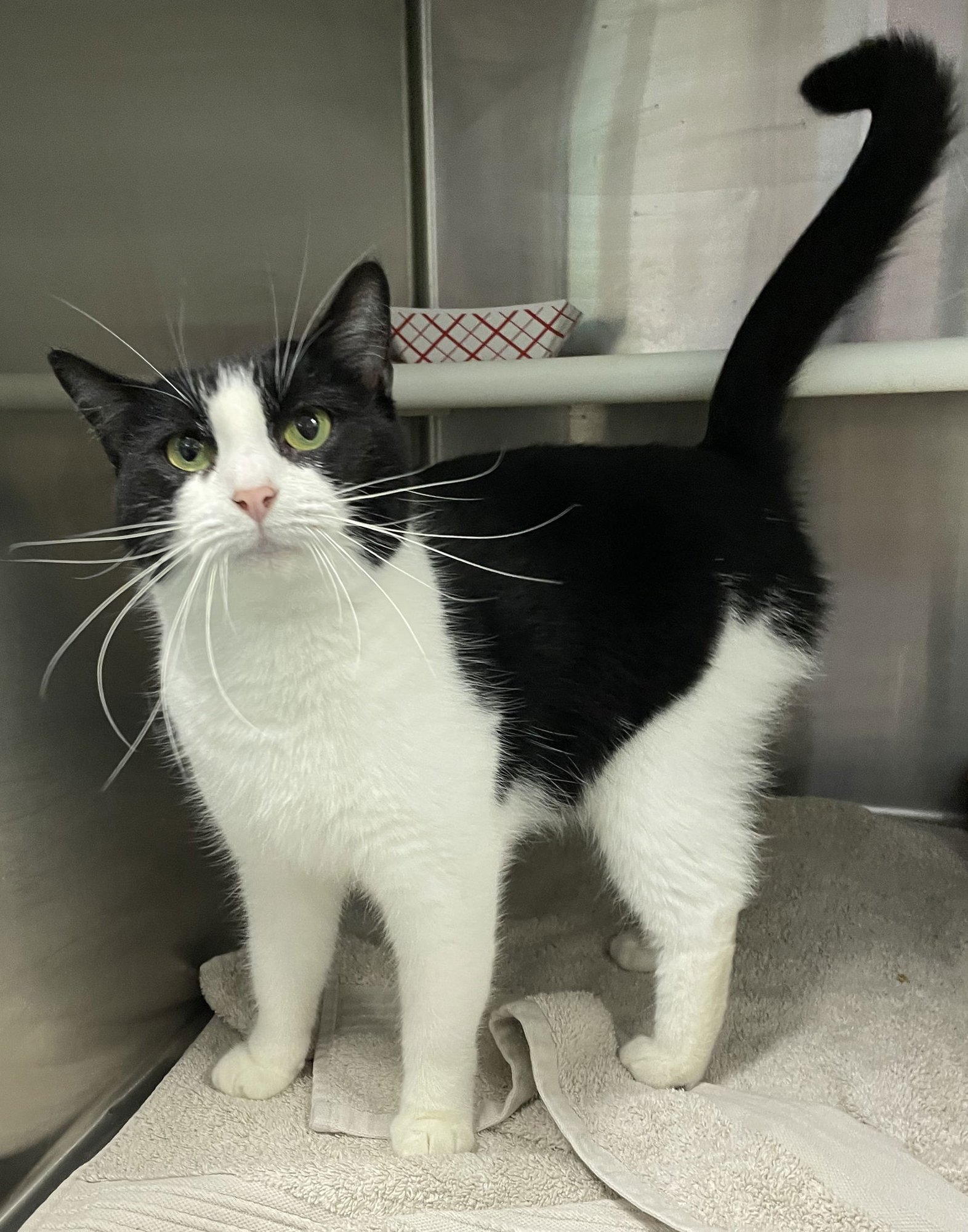 DOMINO - Domestic Short Hair available for adoption