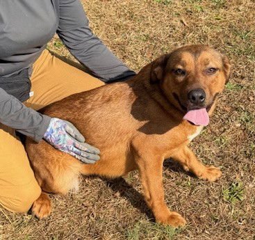 WAFFLES - Shepherd available for adoption