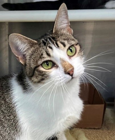 REINDEER - Tabby available for adoption