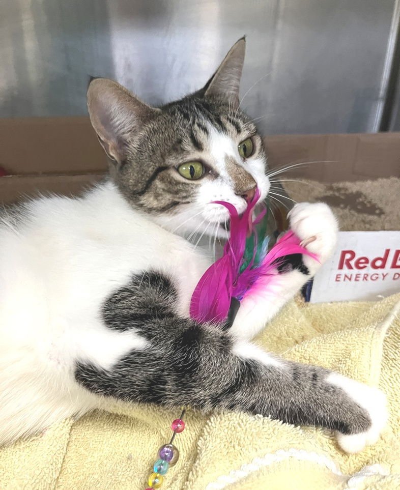 REINDEER - Tabby available for adoption