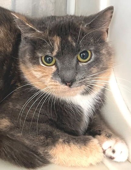 ISADORA - Dilute Tortoiseshell available for adoption