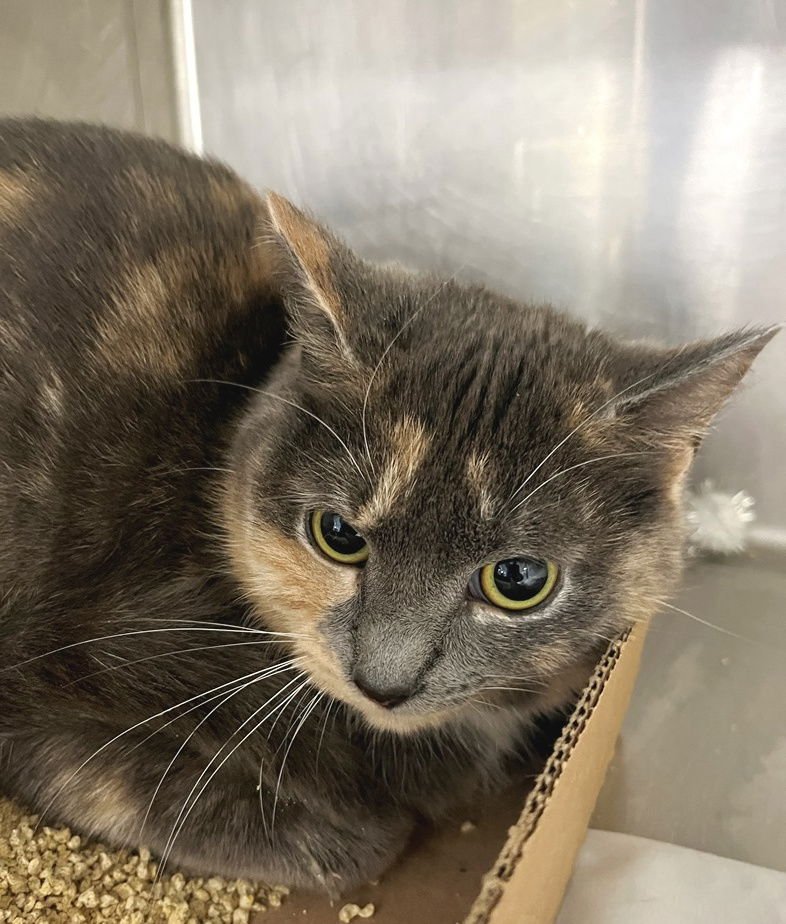 ISADORA - Dilute Tortoiseshell available for adoption