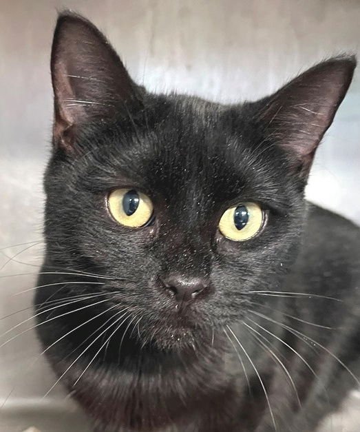 JETTE - Domestic Short Hair available for adoption