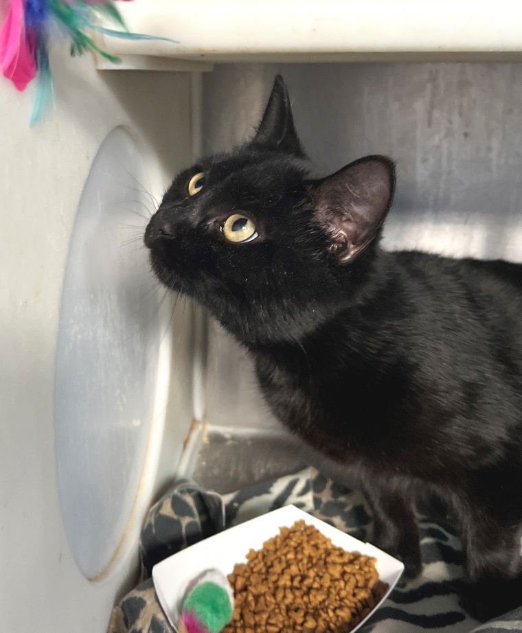 JETTE - Domestic Short Hair available for adoption