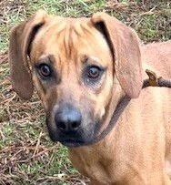 SADIE - Redbone Coonhound available for adoption