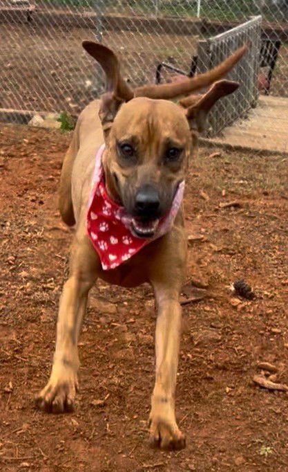 SADIE - Redbone Coonhound available for adoption