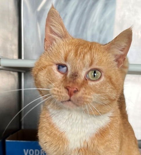 TODD - Tabby available for adoption