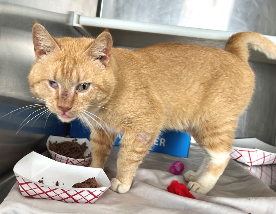 TODD - Tabby available for adoption