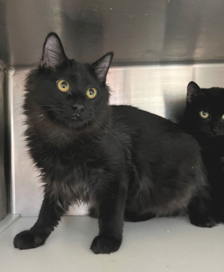 USCO - Domestic Long Hair available for adoption