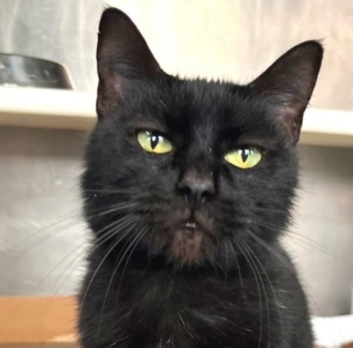 VIXIN - Domestic Short Hair available for adoption