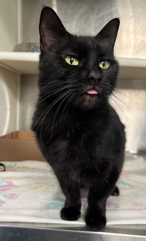 VIXIN - Domestic Short Hair available for adoption