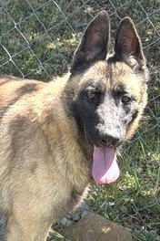 HAVANNA - Belgian Shepherd Malinois available for adoption