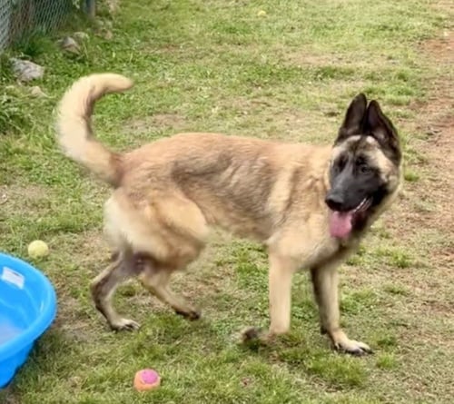 HAVANNA - Belgian Shepherd Malinois available for adoption
