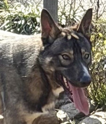 BRAVO - German Shepherd Dog available for adoption