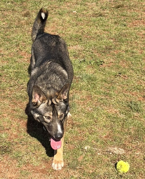 BRAVO - German Shepherd Dog available for adoption