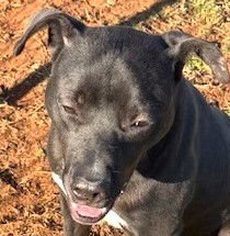 ALVIN - Labrador Retriever / Pit Bull Terrier available for adoption