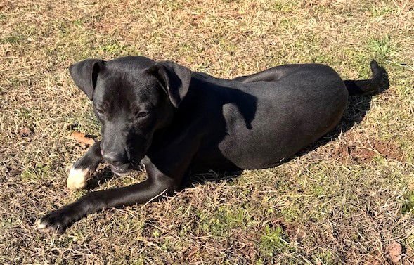 ALVIN - Labrador Retriever / Pit Bull Terrier available for adoption