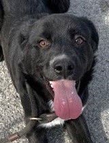 CHELSEA - Great Pyrenees available for adoption