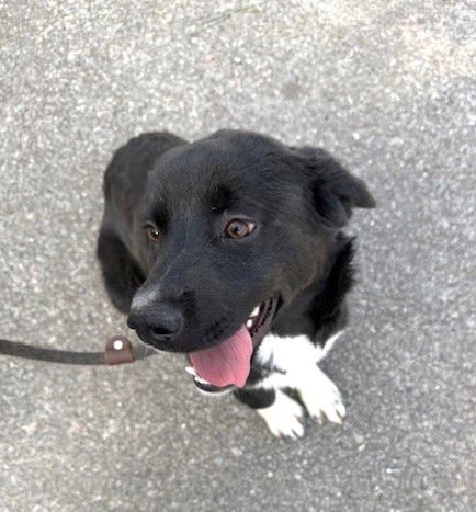 CHELSEA - Great Pyrenees available for adoption