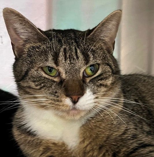 MYSTIC - Tabby available for adoption