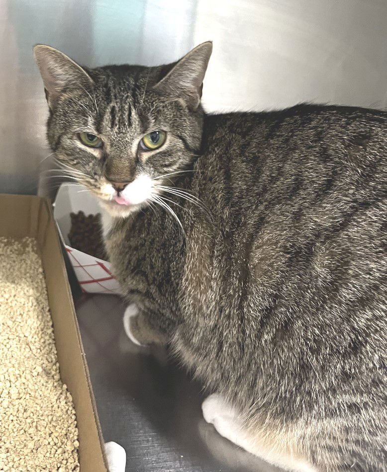 MYSTIC - Tabby available for adoption