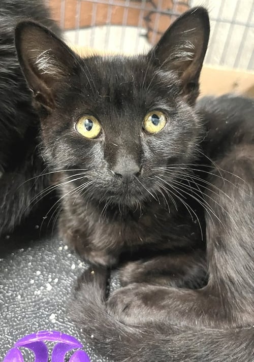 SCORPIO - Domestic Short Hair available for adoption